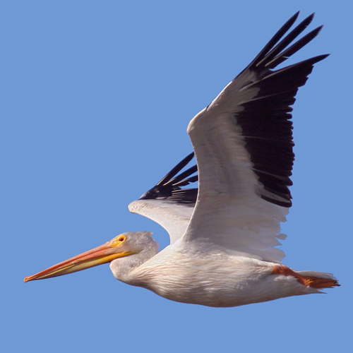 American White Pelican