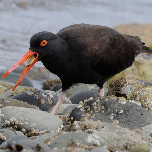 Black Oystercatcher