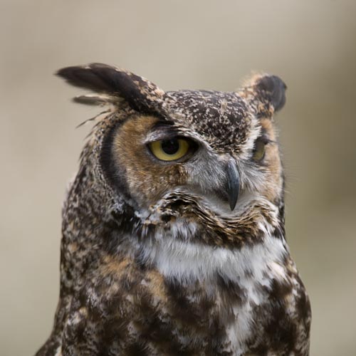 Great Horned Owl