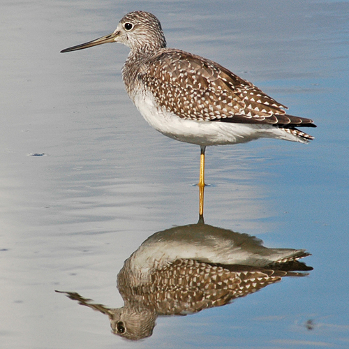 Greater Yellowlegs