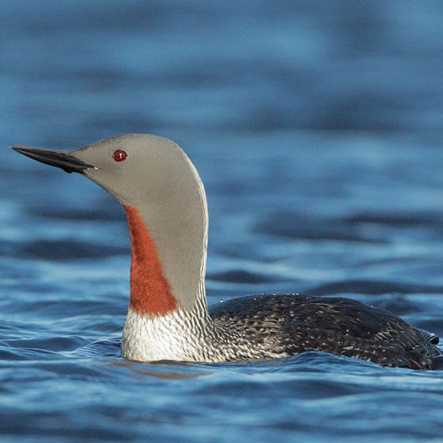 Red-throated Loon